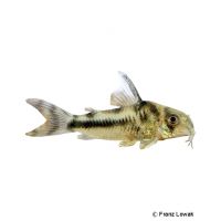 Boeseman's Catfish (Corydoras boesemani)