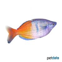 Boeseman's Rainbowfish (Melanotaenia boesemani)