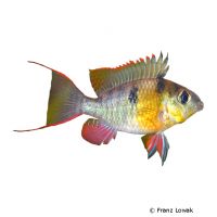 Bolivian Ram (Mikrogeophagus altispinosus)