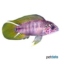 Borelli's Dwarf Cichlid (Apistogramma borellii 'Opal')