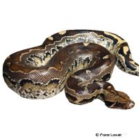 Borneo Python (Python breitensteini)