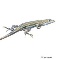 Bosk's Fringe-fingered Lizard (Acanthodactylus boskianus)
