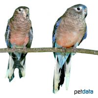 Bourke's Parrot (Neopsephotus bourkii)