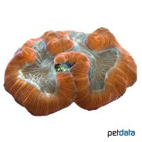 Brain Coral Blue Orange (LPS) (Trachyphyllia geoffroyi)