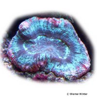 Brain Coral Terracotta-Tosca (LPS) (Trachyphyllia geoffroyi)
