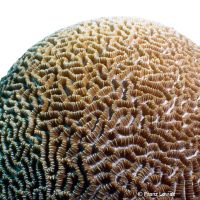 Brain Worm Coral (LPS) (Platygyra daedalea)