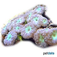 Branched Cup Coral (LPS) (Blastomussa merleti)