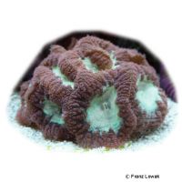 Branched Cup Coral (LPS) (Blastomussa wellsi)