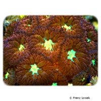 Branched Cup Coral - Pink Orange (LPS) (Blastomussa merleti 'Pink Orange')