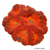 Branched Cup Coral - Red (LPS) (Blastomussa wellsi 'Red')