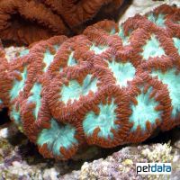 Branched Cup Coral - Red Turquoise (LPS) (Blastomussa wellsi 'Red Turquoise')