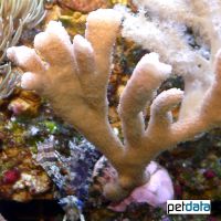 Branched Sandpaper Coral (SPS) (Psammocora contigua)