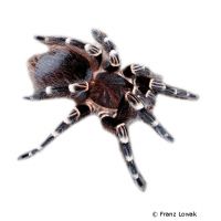 Brazilian Black and White Tarantula (Acanthoscurria brocklehursti)