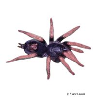 Brazilian Dwarf Pinkleg Tarantula (Kochiana brunnipes)