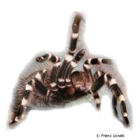 Brazilian Whiteknee Tarantula (Acanthoscurria geniculata)