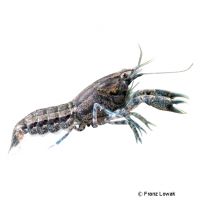 Brazos Dwarf Crayfish (Cambarellus texanus)