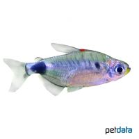 Breuseghem's Tetra (Bathyaethiops breuseghemi)