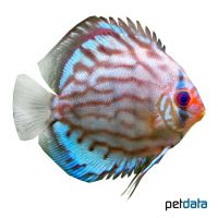 Brilliant Turquoise Discus (Symphysodon aequifasciatus var.)