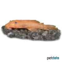 Bristlenose Catfish (Ancistrus temminckii)