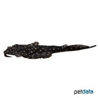 Bristlenose Pleco L327 (Ancistrus sp. 'L327')