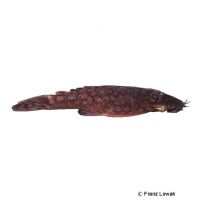 Bristlenose Pleco L349 (Ancistrus sp. 'L349')