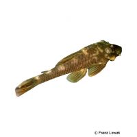 Bristlenose Pleco L372 (Ancistrus sp. 'L372')