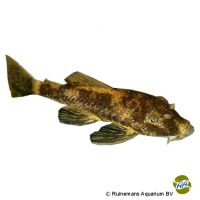 Bristlenose Pleco LDA16 (Ancistrus sp. 'LDA016')