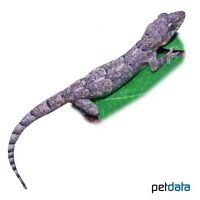 Brook's House Gecko (Hemidactylus brookii)