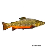 Brook Trout (Salvelinus fontinalis)