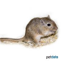 Brown-Agouti Gerbil (Meriones unguiculatus 'Agouti-Brown')