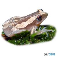 Brown Banana Frog (Afrixalus dorsalis)