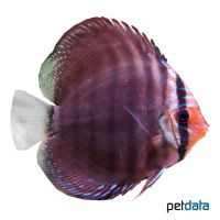 Brown Discus (Symphysodon aequifasciatus 'Brown')