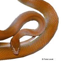 Brown House Snake (Boaedon fuliginosus)