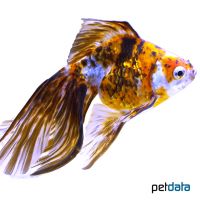 Brown Pearlscale Goldfish (Carassius auratus auratus)