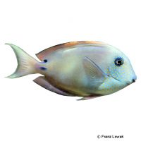 Brown Surgeonfish (Acanthurus nigrofuscus)
