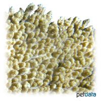 Brush Coral (SPS) (Acropora hyacinthus)