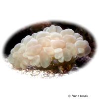 Bubble Coral (LPS) (Plerogyra spp.)