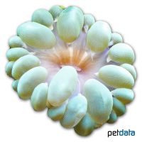 Bubble Coral Green (LPS) (Plerogyra sinuosa)