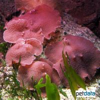 Bubble Mushroom Pink (Discosoma sp.)