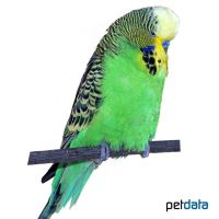 Budgerigar Standard (Melopsittacus undulatus)