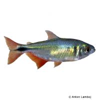 Buenos Aires Tetra (Psalidodon anisitsi)