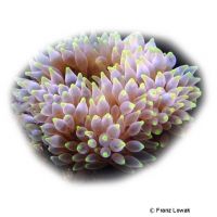 Bulb Tentacle Sea Anemone (Entacmaea quadricolor)