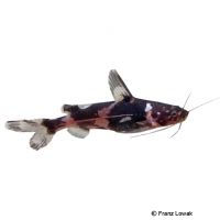 Bumblebee Catfish (Pseudomystus funebris)