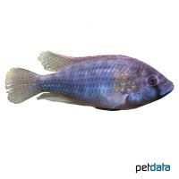 Burton's Mouthbrooder (Astatotilapia burtoni)