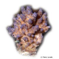 Bushy Staghorn Coral (SPS) (Acropora valida)