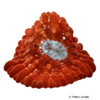 Button Coral (LPS) (Cynarina lacrymalis)