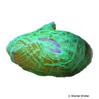 Button Coral Neon Green (LPS) (Cynarina lacrymalis 'Neon Green')