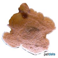 Cabbage Coral Montipora (SPS) (Montipora foliosa)