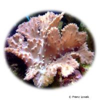 Cabbage Leather Coral (Sinularia brassica)