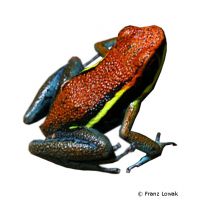 Cainarachi Poison Frog (Ameerega cainarachi)